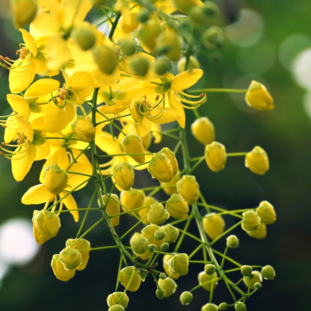Cassia