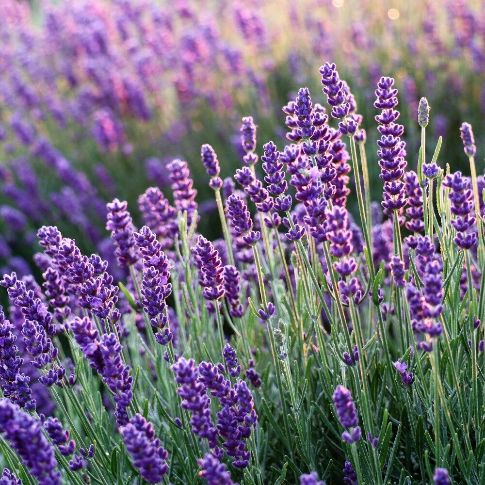 Linalool (lawenda)
