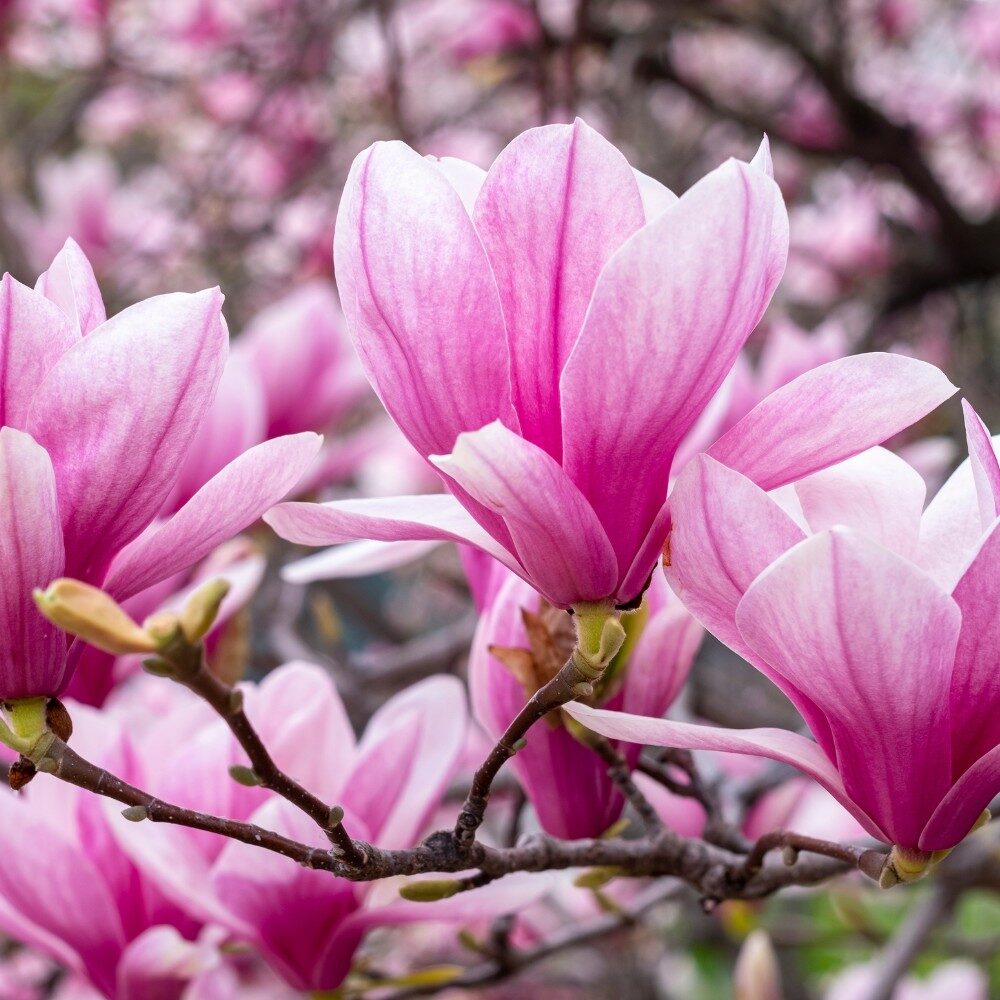 Ekstrakt z kwiatu magnolii